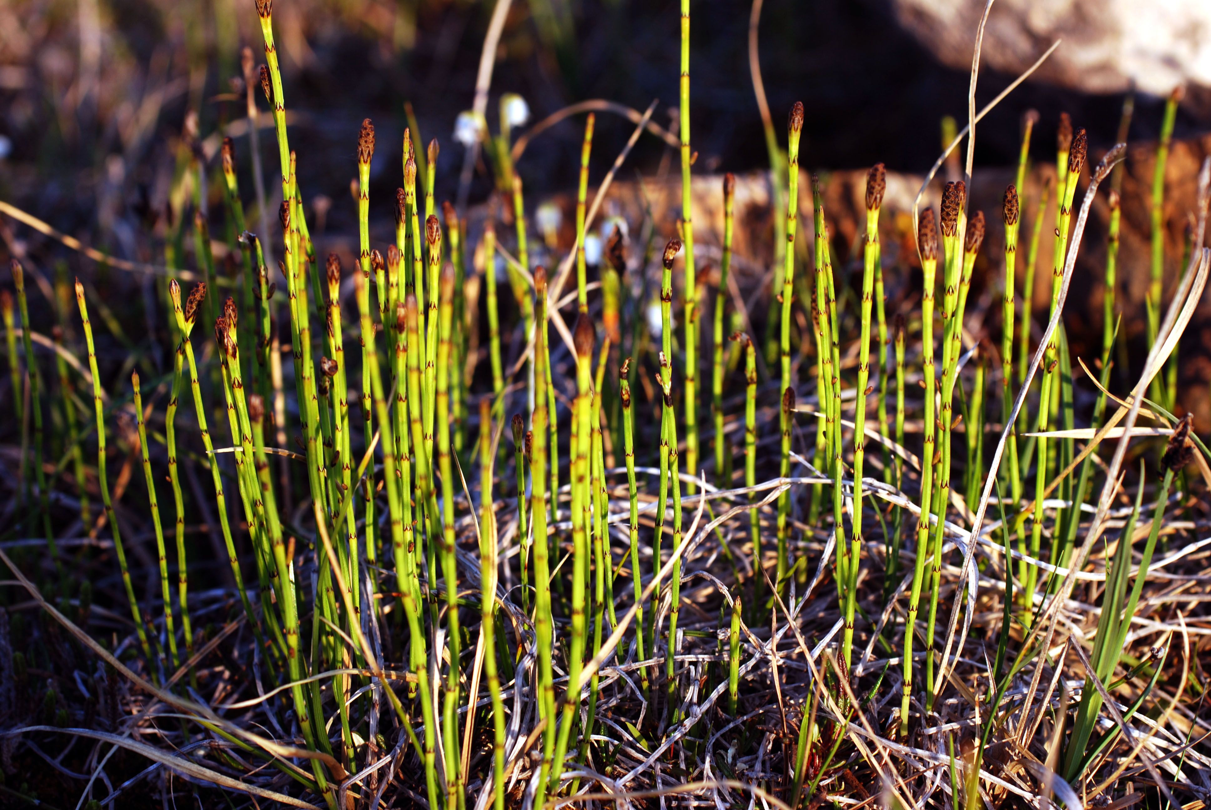 Хвощ болотный - Equisetum palustre l. с описанием